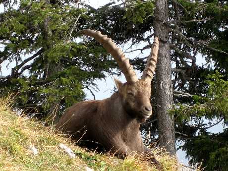Steinbock auf der Benediktenwand